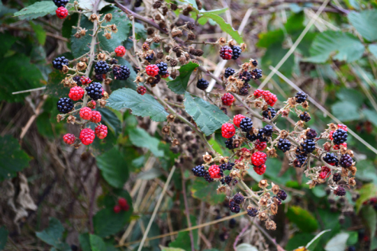 Brombeeren