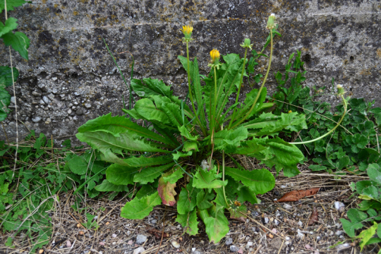 Löwenzahn ist ein beliebtes "Sammelobjekt" der Urban Forager.