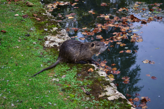 Nutria