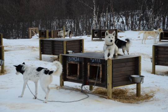 Schlittenhunde Kirkenes
