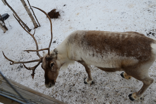 Neben dem Schneehotel liegt der Gabba-Rentierpark.