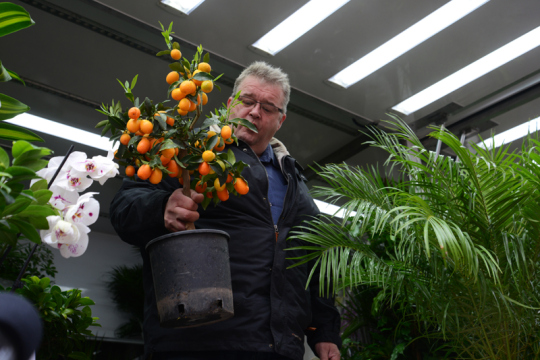 Der holländische Blumenkönig.