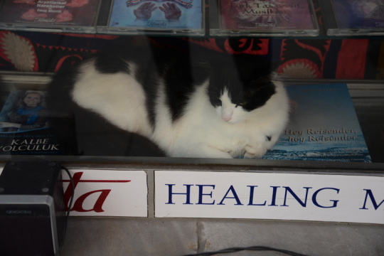 Manche Straßenkatze darf es sich im Schaufenster bequem machen.