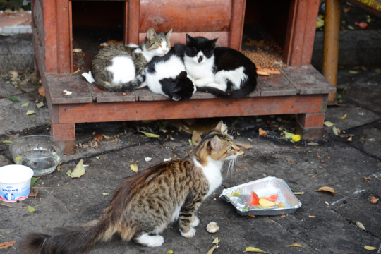 Kleine Katzenhütten in der Nähe des Topkapi-Palastes. Diese Katzen mögen Obst!
