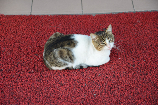 Straßenkatze Istanbul