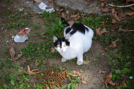 Straßenkatze Istanbul