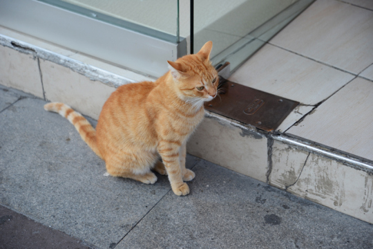 Straßenkatze Istanbul