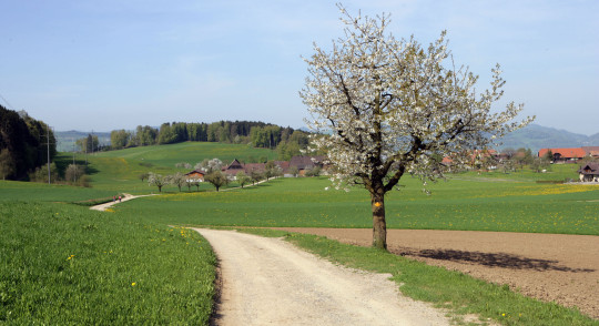 Frühling_2