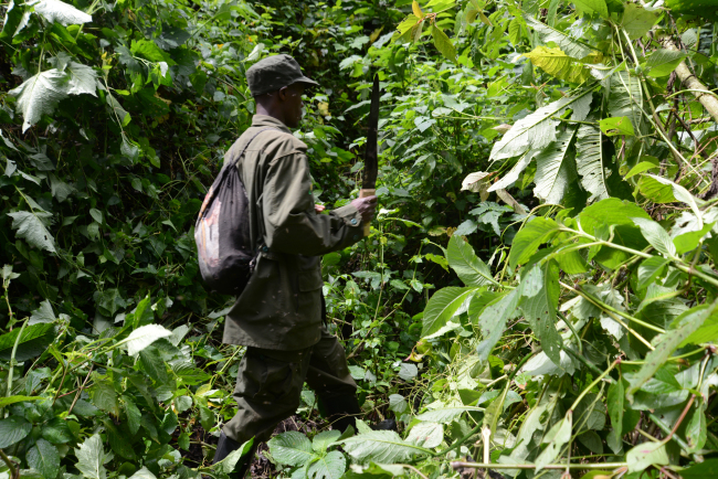 bwindi-national-park