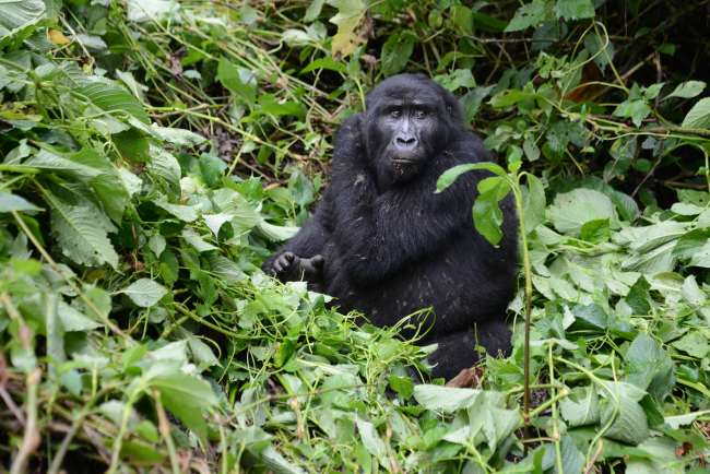 gorilla-tracking-2