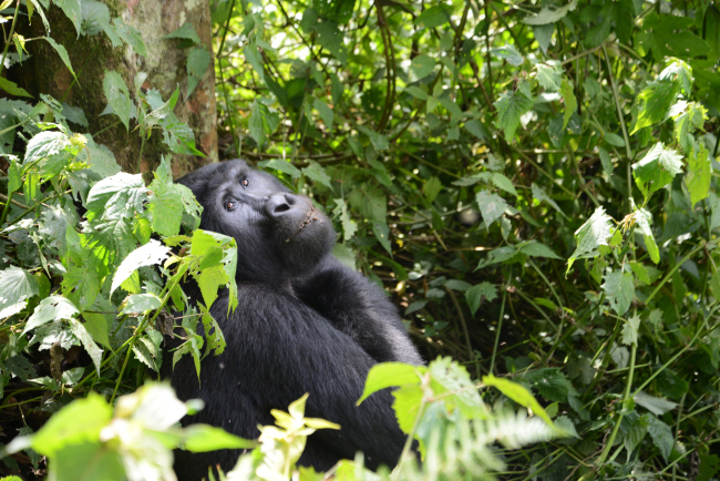 gorilla-tracking-3